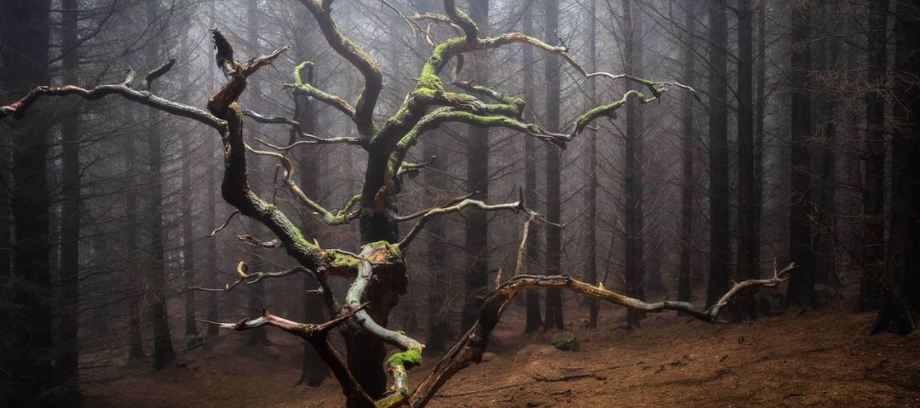 13 Woodland Photographers You Should Know About