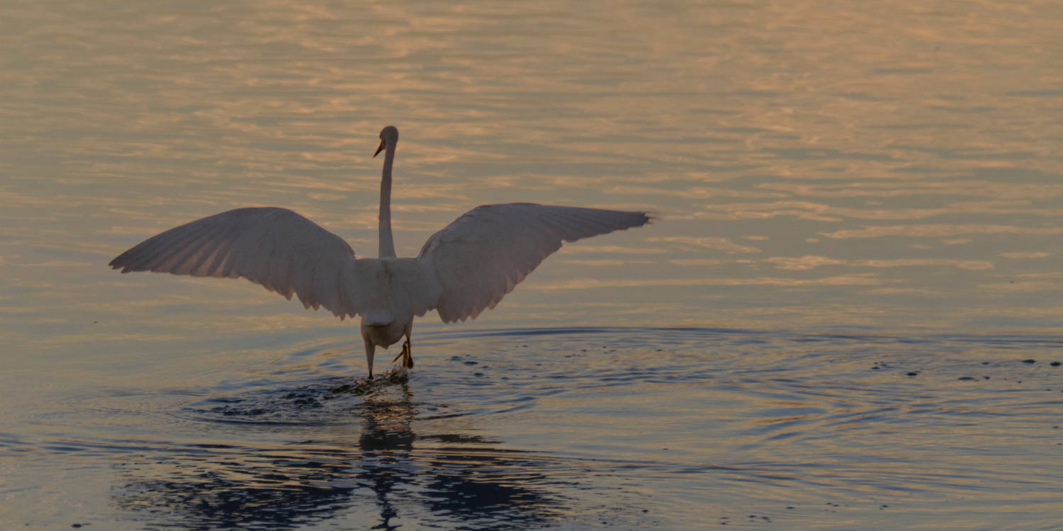 5 Tips to Improve your Winter Bird Photography
