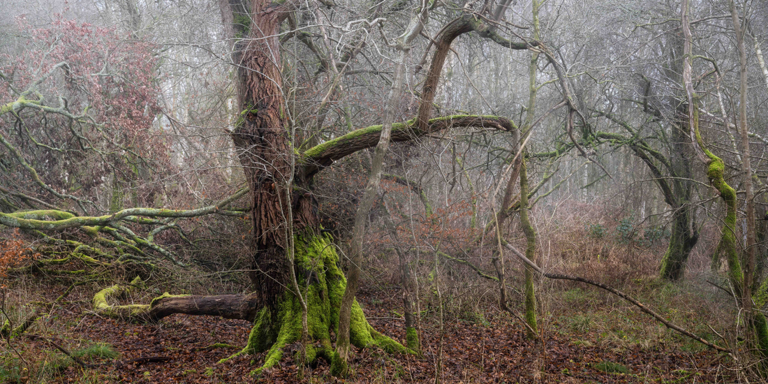 5 Tips for Getting into Woodland and Forest Photography