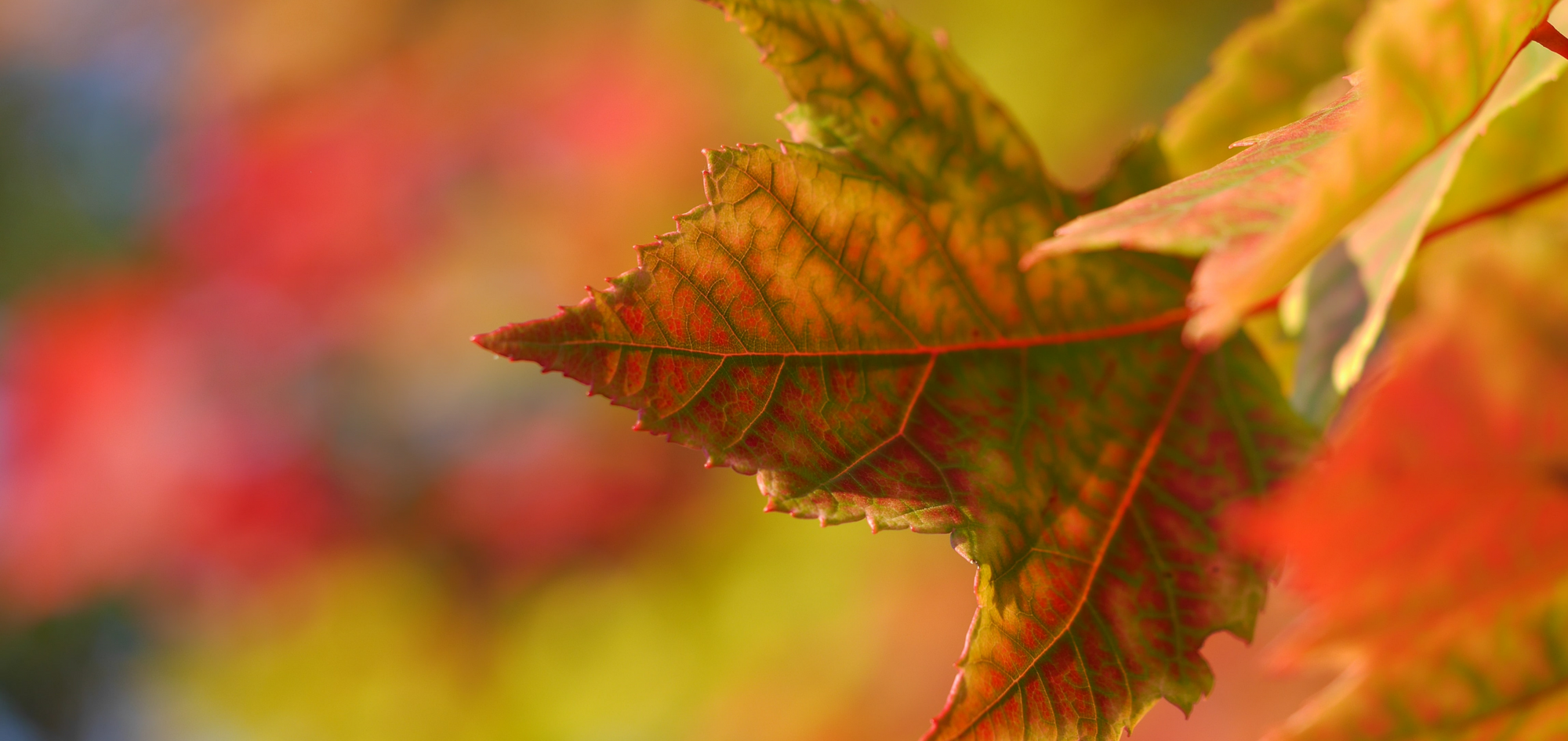 6 tips for autumn photography photo by aaron burden