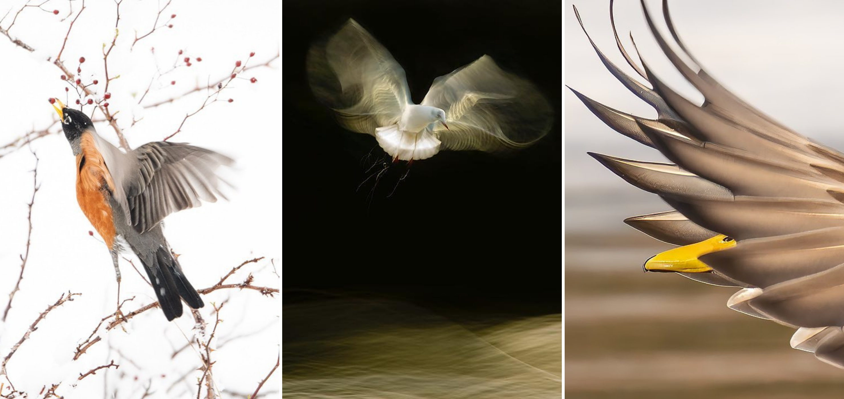 10 Incredible Bird Photographers to Follow on Instagram