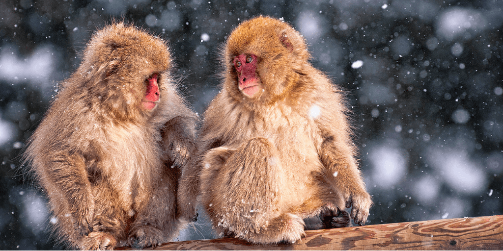 photographers guide to japan