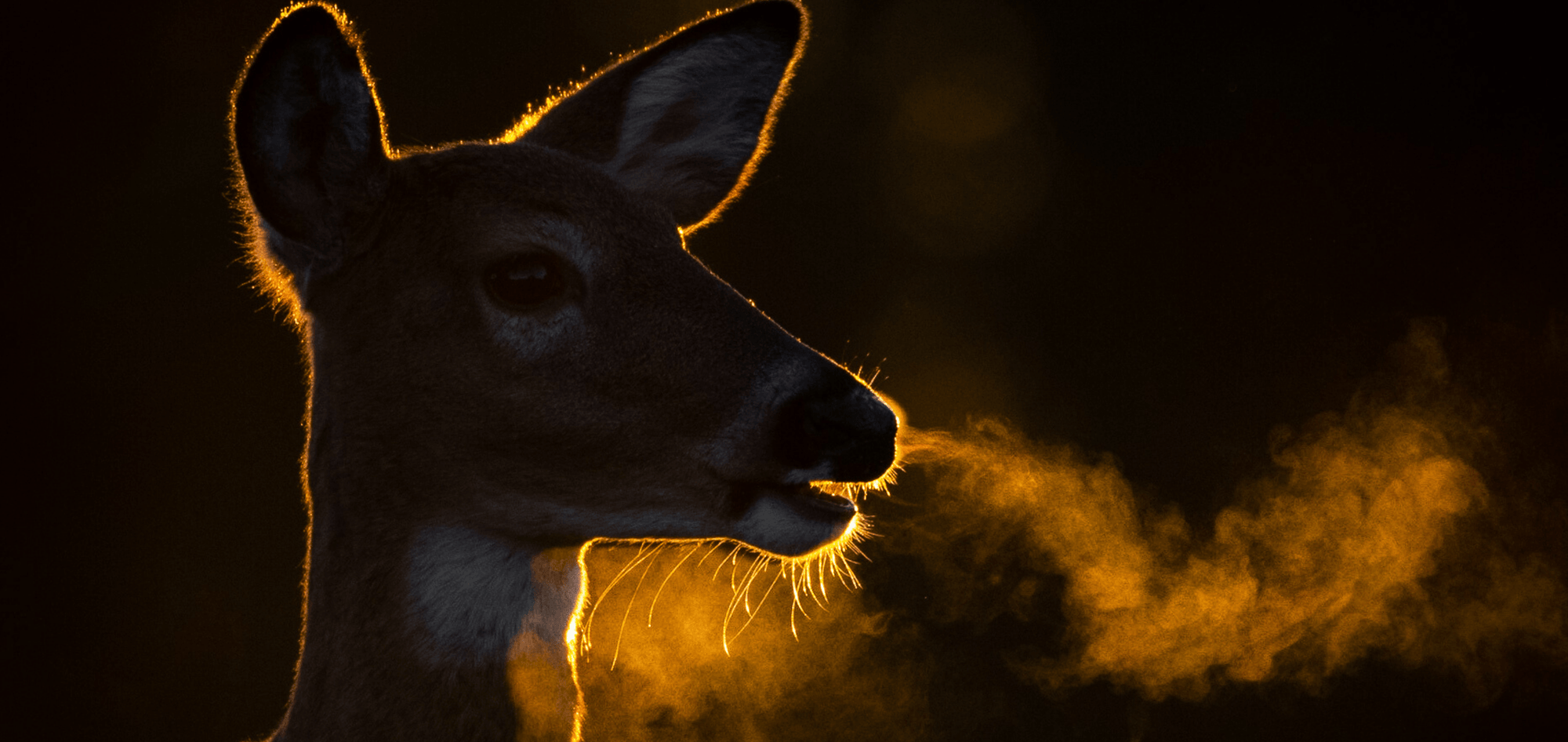 Tips for Shooting Wildlife in Motion: Expert Techniques Revealed